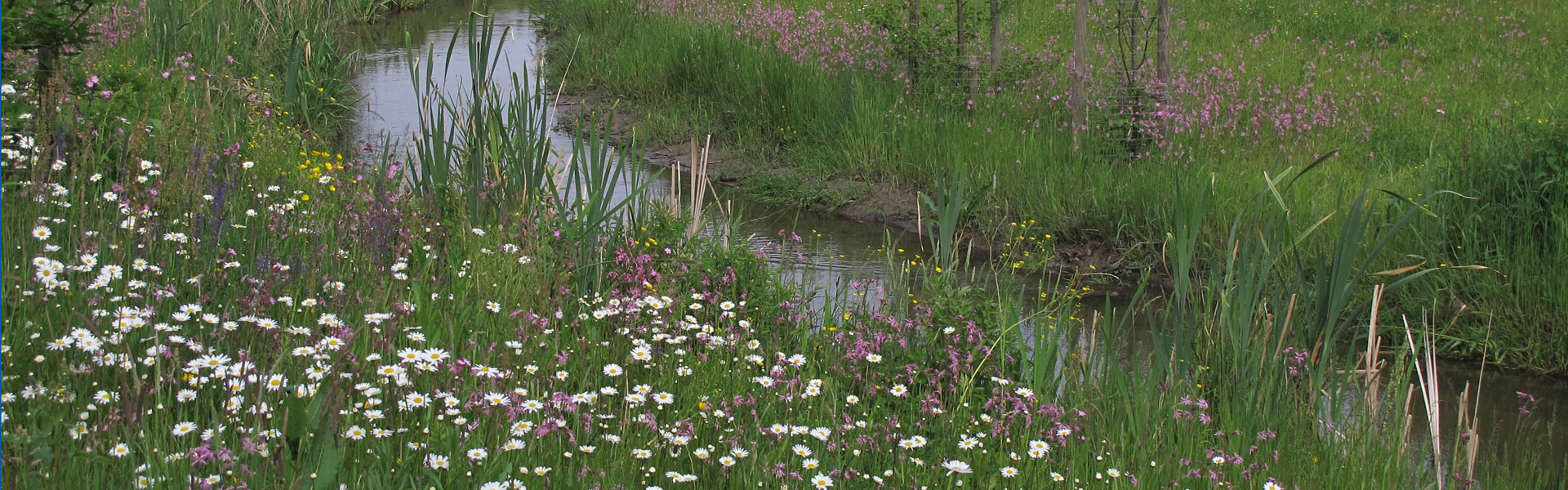 Header Markt Kühbach 012